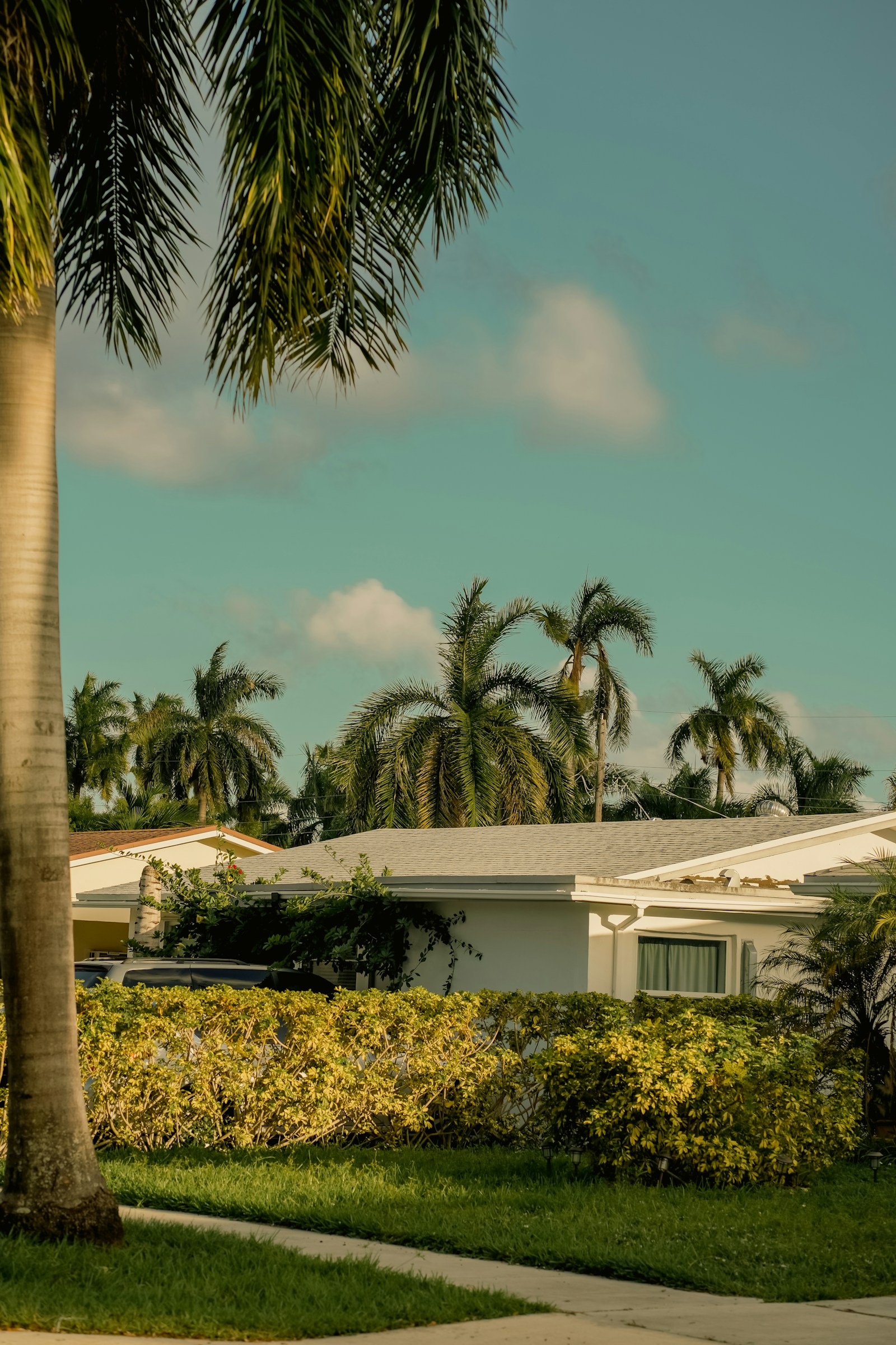 El techo de tejas de una casa de una planta en Florida entre palmeras